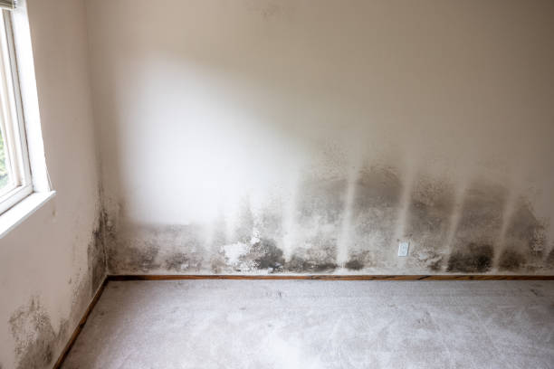 Asbestos and Lead Testing During Mold Inspection in Harmony, RI